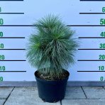 Borovica schwerinova (pinus schwerinii) ´WIETHORST´ - výška 30-40 cm, kont. C5L